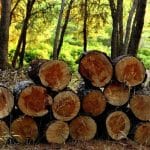 Togo : nouvelles règles pour l&rsquo;exploitation forestière