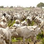 Togo : validation d&rsquo;un nouveau plan pour la transhumance en 2026