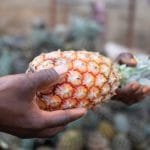 Togo : appel à candidatures pour 50 TPME dans l&rsquo;agrobusiness