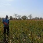 Moussa Dakouré cultive ananas et cacao au Burkina Faso