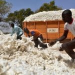 Lomé accueille la réunion des acteurs cotonniers ouest-africains