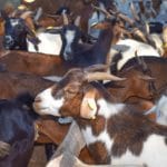 Togo : la production locale de viande atteint 68% en 2025