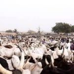 Séguénéga : 116 bœufs récupérés par les forces combattantes