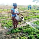 Togo et Bénin veulent faciliter le commerce des légumes