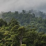Togo : 20 % des forêts primaires perdues en deux décennies