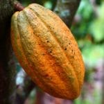 Togo : un centre pour améliorer la qualité du cacao