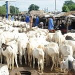 Tabaski au Mali : l&rsquo;espoir d&rsquo;un mouton malgré la précarité