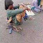 Des singes mobiles attaquent des fruits sur la route de Bamako