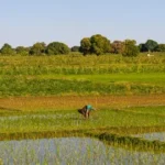 Burkina Faso suspend les importations de riz pour promouvoir le local