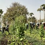 Burkina Faso : un programme agricole pour les zones reconquises