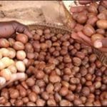 Burkina Faso : levée de la suspension des exportations d&rsquo;amande de karité