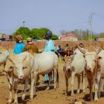 Burkina Faso suspend les exportations de bétail