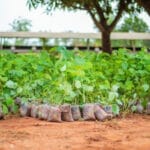 Reboisement au Togo : campagne nationale 2026 en préparation