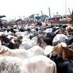 Burkina Faso : saisie de camions de bétail après interdiction d’exportation