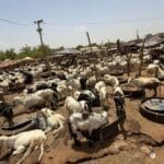 Burkina Faso : suspension des exportations de bétail pour la Tabaski