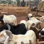 Tabaski en Côte d’Ivoire : le prix du mouton flambe après l’arrêt des importations burkinabè