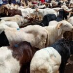 Tabaski 2026 : Ventes de moutons en berne à Ouagadougou
