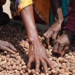 Burkina Faso : reprise des exportations d&rsquo;amandes de karité