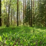 Togo : la FAO finance des projets de restauration forestière