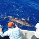 Championnat de pêche au marlin aux Seychelles