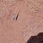 Mali : nouvel engin explosif découvert près de Douentsa