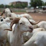 Tabaski 2025 : la fête fixée au 27 mai au Togo