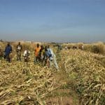 Mali : fin de la collecte agricole et résultats préliminaires
