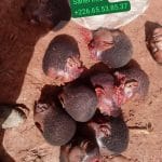 Mali : affrontement meurtrier à Kati, des assaillants neutralisés
