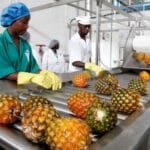 Togo : 50 TPME agroalimentaires recherchées pour un appui