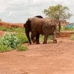 Burkina : le ministre de la sécurité signale des déplacements d’éléphants