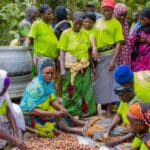 Togo : 2000 hectares pour structurer la filière karité
