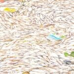 Mortalité de poissons au barrage n°3 de Ouagadougou : causes identifiées
