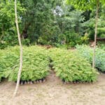 Reboisement au Togo : 39 millions d&rsquo;arbres plantés depuis 2021