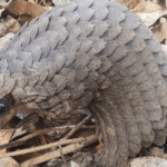Bourse Pangolin 2026 – Jusqu&rsquo;à 10 000 $ pour chercheurs