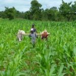 Burkina : production maraîchère en hausse de 14,4% en 2025-2026
