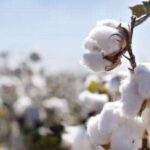 Burkina Faso : 534 250 tonnes de coton attendues en 2026