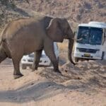 Éléphants près des routes : le ministère de la Sécurité donne des consignes