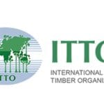 Bourse OIBT 2026 – Financez vos études et recherches en foresterie tropicale