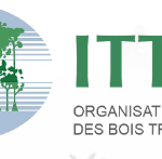 Bourse OIBT 2026 – Jusqu’à 10 000 USD en foresterie tropicale