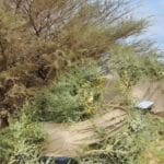 Mali : la coalition djihadiste et séparatiste prépare de nouvelles attaques