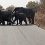 Burkina Faso : le ministre de la Sécurité alerte sur les éléphants sur les routes