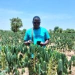 Manioc au Burkina : une filière oubliée en quête de reconnaissance