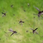 Des chercheurs russes testent des répulsifs antimoustiques au Sahel