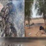 JNIM tue des civils maliens et accuse les forces alliées