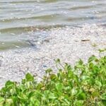Mortalité massive de poissons au barrage n°3 de Ouagadougou