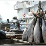 Gabon : fin du protocole de pêche avec l&rsquo;Union européenne