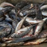 La BMCRF vérifie la traçabilité du poisson à Ouagadougou
