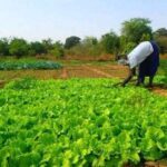 Burkina Faso : la production maraîchère progresse de 14,4 %
