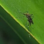 Moustiques et paludisme : des chercheurs russes testent des solutions au Sahel