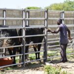 Bovins brésiliens : les éleveurs saluent le suivi sanitaire